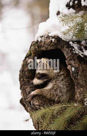 Racoon emerging from tree trunk Stock Photo