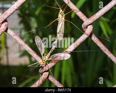 This is long legs mosquitoes commonly called true crane fly. Stock Photo