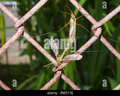 This is long legs mosquitoes commonly called true crane fly. Stock Photo