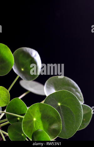 Green plant close up on a black background Stock Photo