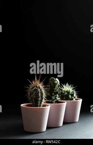Three cactus in pink pots close up on a black background Stock Photo