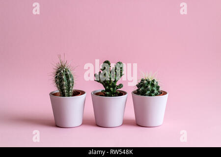 Three tiny cacti in pink pots on a pink background