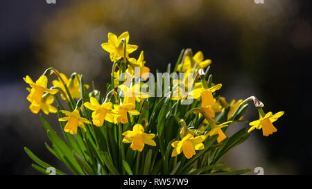 Springtime, easter. Spring flowers, yellow daffodils on brown abstract background Stock Photo