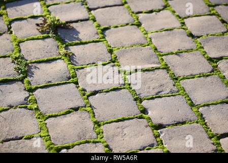 Moss (Bryophyta): vivid green moss growing between the joints of gray concrete cobbles Stock Photo