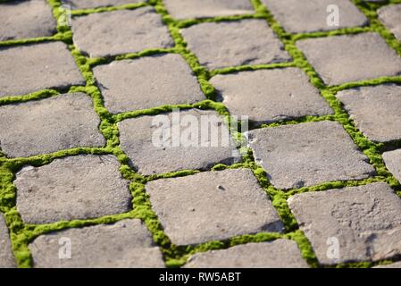 Moss (Bryophyta): vivid green moss growing between the joints of gray concrete cobbles Stock Photo