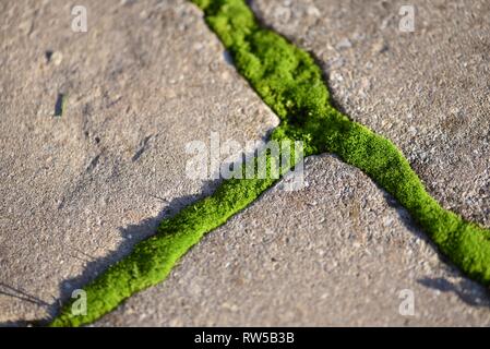 Moss (Bryophyta): vivid green moss growing between the joints of gray concrete cobbles Stock Photo