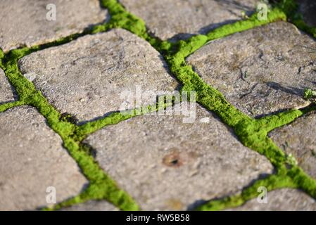 Moss (Bryophyta): vivid green moss growing between the joints of gray concrete cobbles Stock Photo