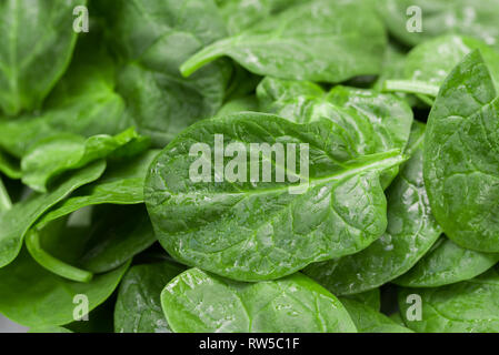 spinach fresh green leaves macro Stock Photo