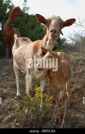 Curious Andalusian goat herd staring directly into the camera in late afternoon sunlight.  Goat kid with the protection of its mother, Stock Photo