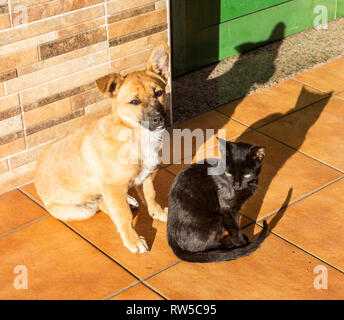 Dog and a cat together in street in Spain Stock Photo