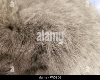 cat fur photography close up background. gray wool of a British cat. Stock Photo