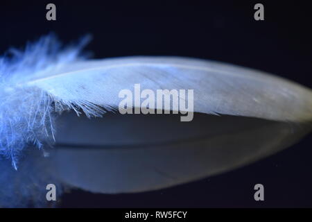 White Feather on Reflective Black Surface Lit by Bright Blue Light Stock Photo