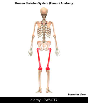 Human Skeleton System Anatomy Posterior View Stock Photo