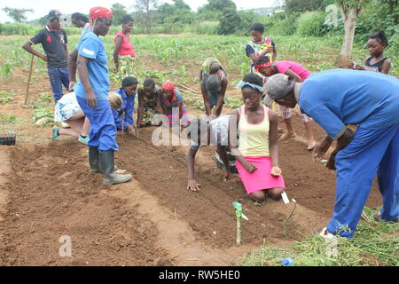 Gardening in Zambia sowing seeds lesson Stock Photo