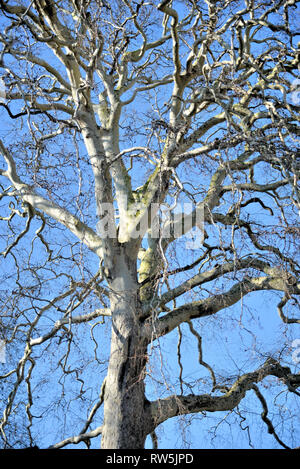 London Plane tree in winter, Old Palace gardens, Ely, Cambridgeshire, UK Stock Photo