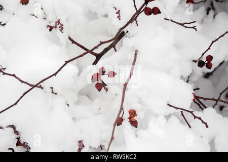Red rosehip berries covered in snow in winter, cold magic, red fruits in cold weather, Nature in winter, bush details, red rosehip covered in snow Stock Photo