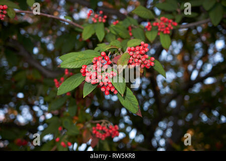 Cotoneaster frigidus branch with red bverries Stock Photo