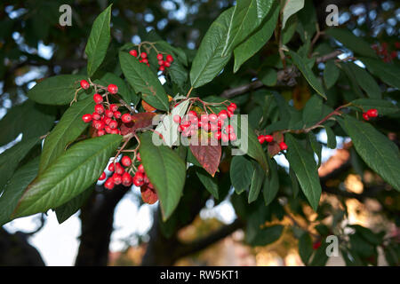 Cotoneaster frigidus branch with red bverries Stock Photo