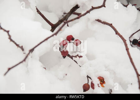Red rosehip berries covered in snow in winter, cold magic, red fruits in cold weather, Nature in winter, bush details, red rosehip covered in snow Stock Photo