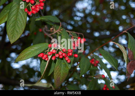 Cotoneaster frigidus branch with red bverries Stock Photo