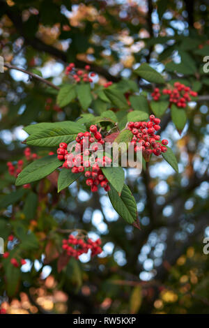 Cotoneaster frigidus branch with red bverries Stock Photo