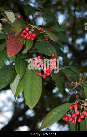 Cotoneaster frigidus branch with red bverries Stock Photo