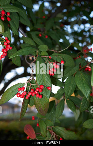 Cotoneaster frigidus branch with red bverries Stock Photo