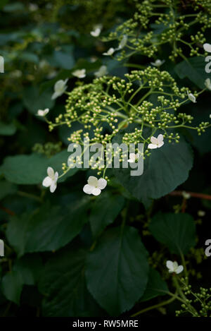 Hydrangea petiolaris close up Stock Photo