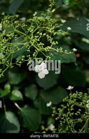 Hydrangea petiolaris close up Stock Photo