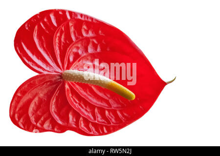 Red Anthurium flower isolated on white background, frontal view. Stock Photo
