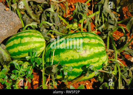 two small watermelons near the greek village Sisi on Crete Stock Photo