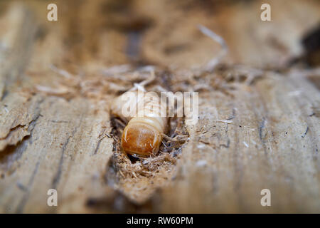 Larva of a large poplar longhorn beetle (Saperda carcharias) in the wood of a poplar tree Stock Photo