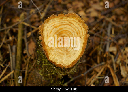 The stump of a Silver Birch tree showing the annual growth rings. Stock Photo