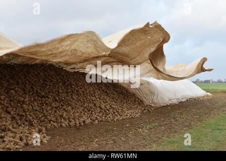 Tarpaulin: a loose tarpaulin intended to protect harvested sugar beet from frost dances free in storm-force winds Stock Photo