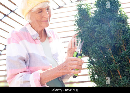 Senior Gardener Cutting Bushes Stock Photo