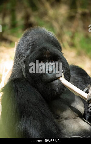 Silverback eating bamboo shoots, Mountain gorilla, Gorilla beringei beringei, Mgahinga Gorilla National Park, Uganda Stock Photo