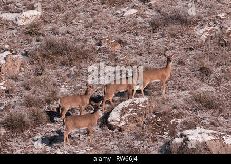 Some Mule Deer walk along a rugged, rocky hillside located in Scott City, Kansas 2019 Stock Photo