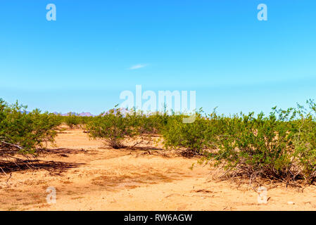 Open desert with orange brown soil, and green creosote bushes under bright blue sky. Stock Photo