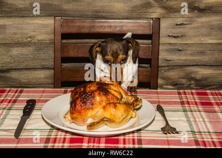 A Dachshund puppy begging for the holiday dinner. Stock Photo