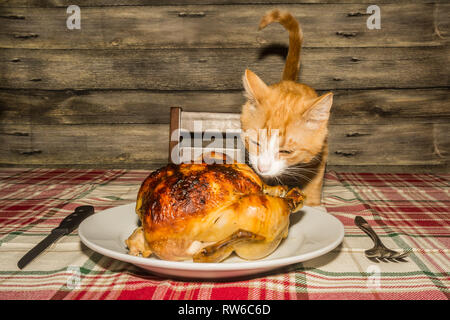 Kitten Stealing the Holiday Dinner Stock Photo