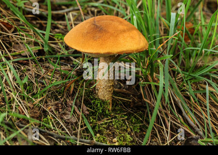 Birch bolete ( Leccinum scabrum ) with characteristic orange cap growing in forest grass. Stock Photo