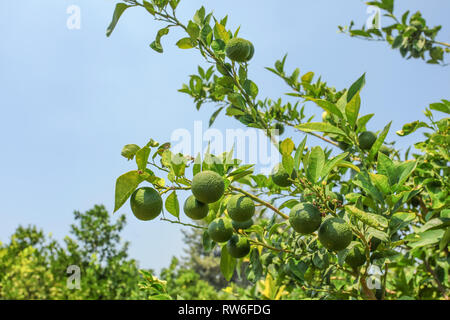 Green unripe lemons growing on tree branches in orchard, blue sky background. Stock Photo