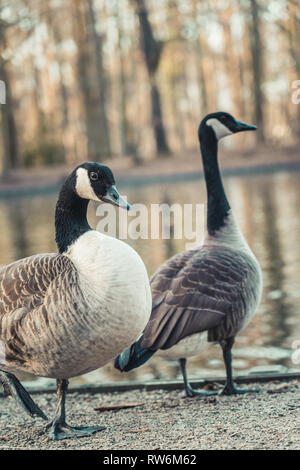 Canada sale geese germany