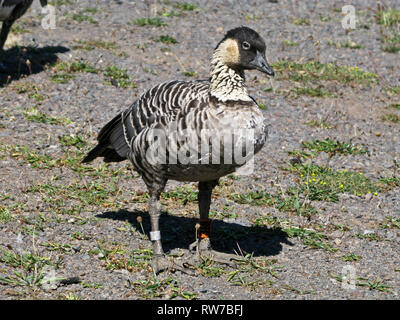 nene goose in Hawaii Stock Photo