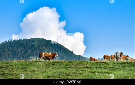 cows n alpine filed with mountain background and blue sky, travel Bavaria winklmoosalm reit im wink Stock Photo