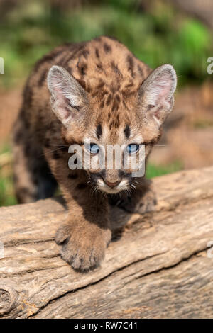 Portrait baby cougar, mountain lion or puma Stock Photo