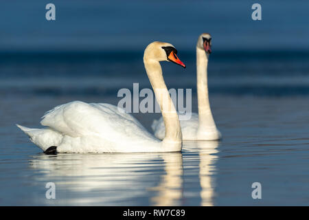 Swan on blue lake water in sunny day, swan on pond Stock Photo