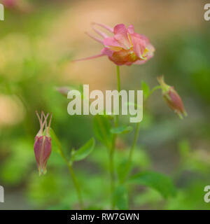 Swan Pink and Yellow Columbine, Aquilegia caerulea, Buds about to Blossom Stock Photo