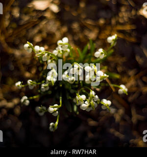 High Angle View of Snowdrops Emerging through Fallen Leaves Stock Photo