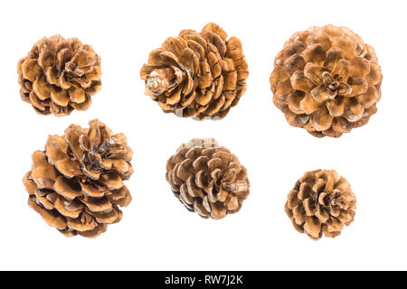 Pine cones isolated on white background Stock Photo